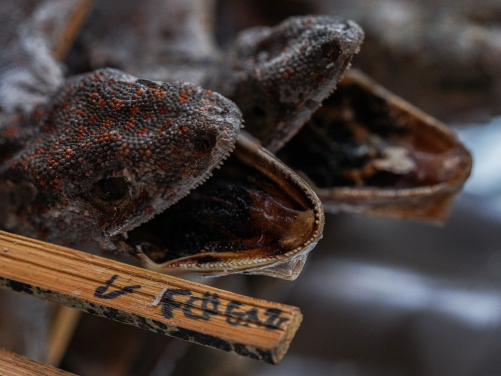 Details of the heads of dried tokay geckos. (Credits to Sam WEBSTER)